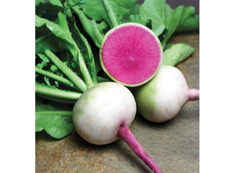 Насіння редьки японської Ред Міт 100гр. Takii Seeds, Японія Насіння редьки японської Ред Міт 100гр. Takii Seeds, Японія